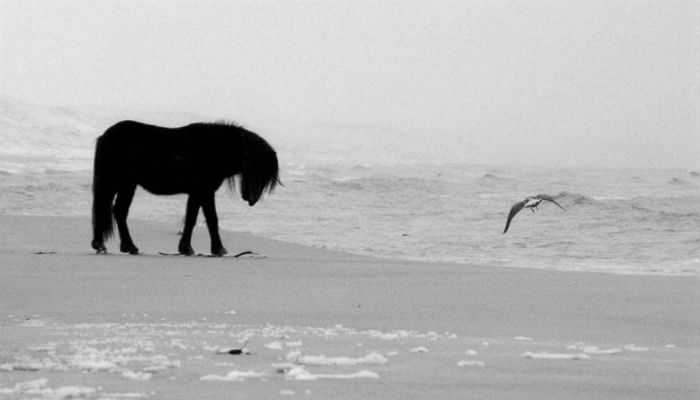حصان أسود ونوع من أنواع الطيور في جزيرة سابيل الكندية