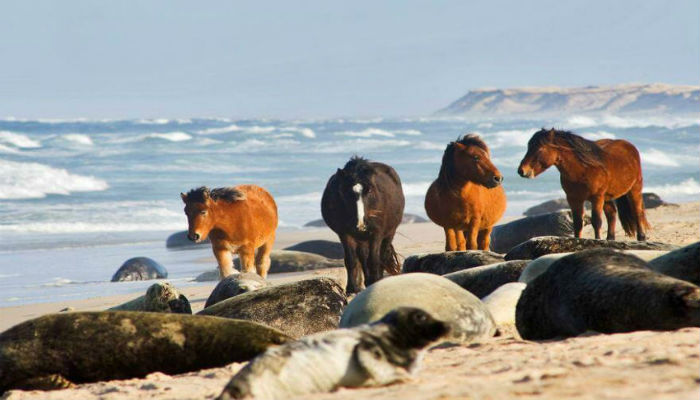 حيوانات الفقمة وأحصنة جزيرة سابيل الكندية 