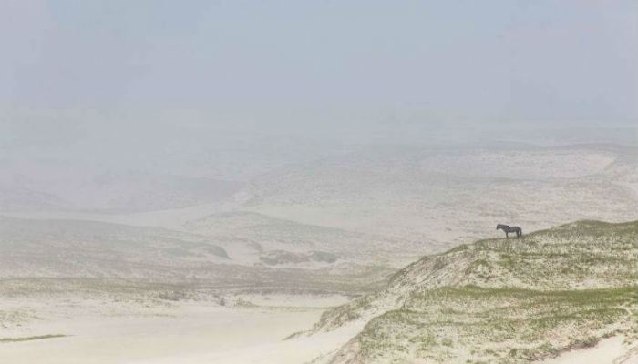 حصان منفرد والضباب يغطي جزيرة سابيل الكندية 