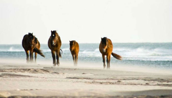 جزيرة سابيل الكندية موطنٌ للأحصنة البرّية