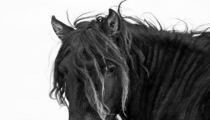 حصان أسود في جزيرة سابيل الكندية