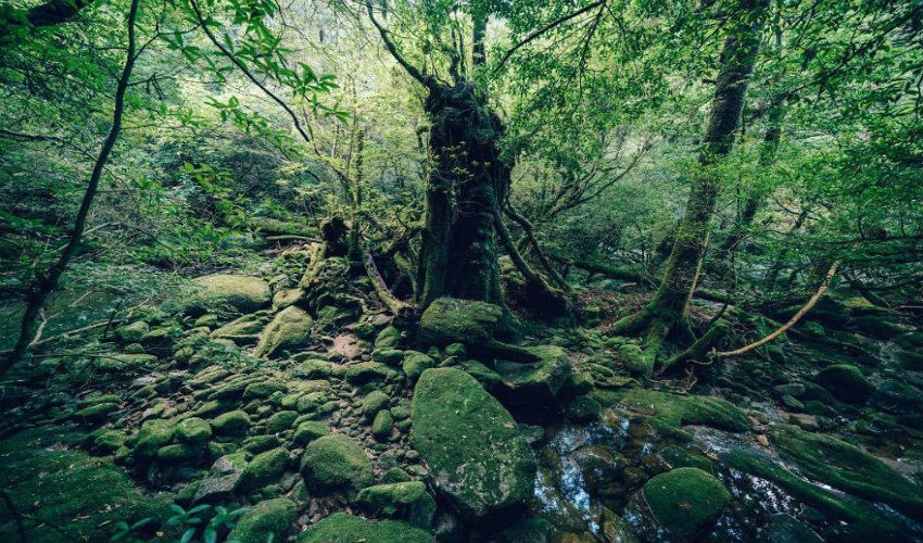 من الأشجار المعمرة الموجودة في جزيرة ياكوشيما اليابانية