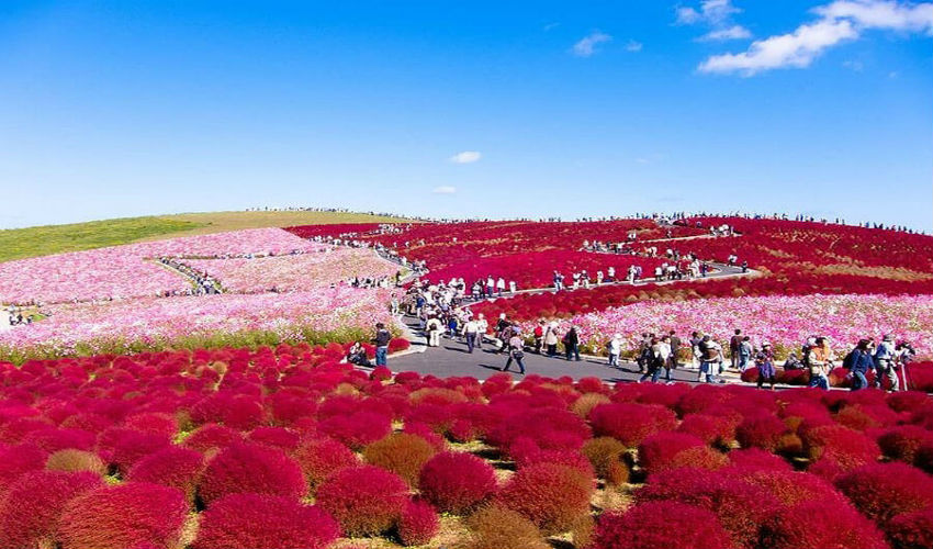 زهور الأقحوان في حديقة «هيتاشي» في اليابان
