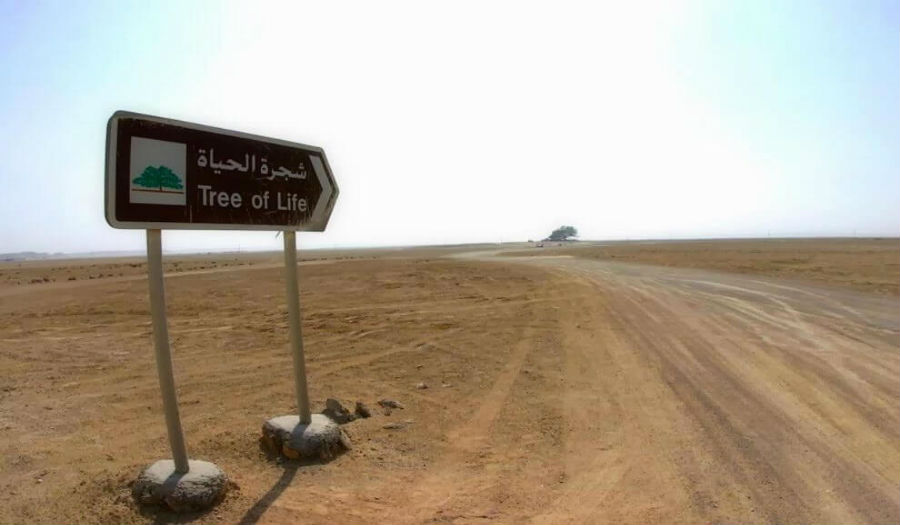 الطريق نحو «شجرة الحياة» في صحراء البحرين