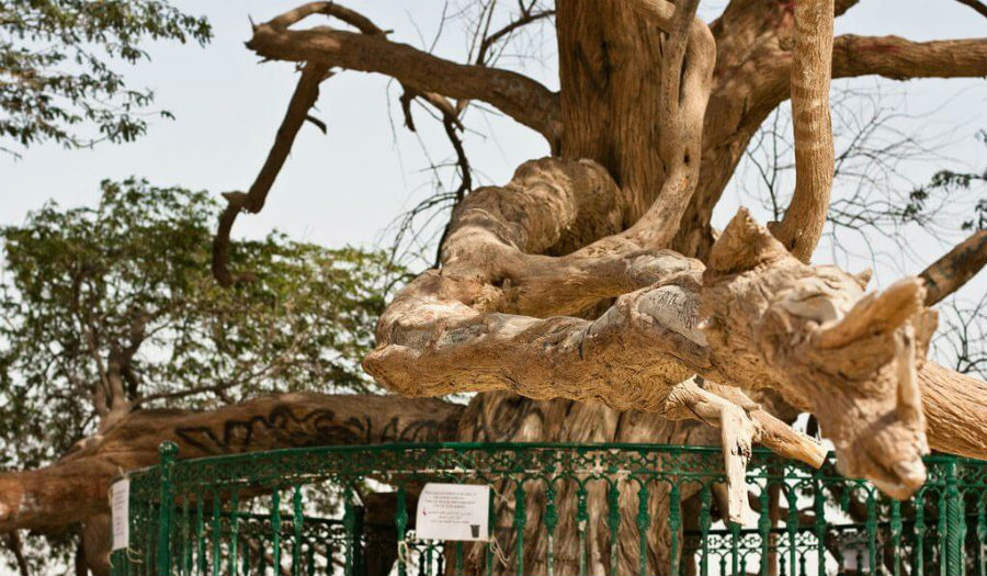 السياج الحديدي الذي تمت إضافته مؤخراً حول «شجرة الحياة» لحمايتها من المخربين