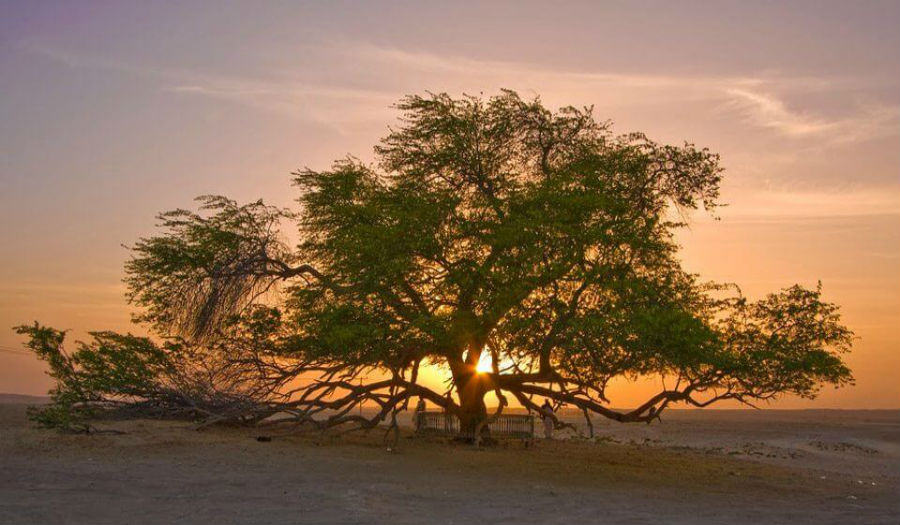 «شجرة الحياة» في البحرين وقت غروب الشمس
