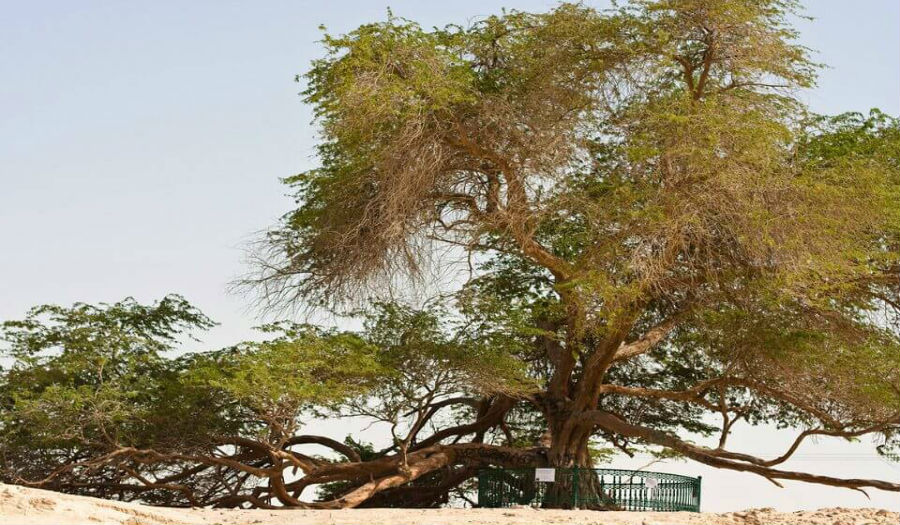 «شجرة الحياة» في البحرين