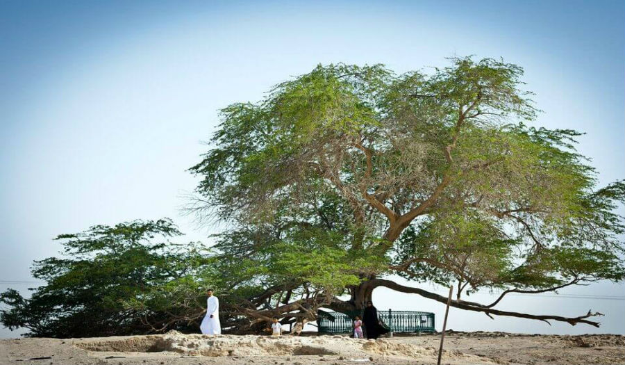 «شجرة الحياة» المعجزة الحقيقية في وسط صحراء البحرين القاحلة