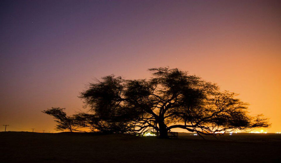 غروب الشمس على «شجرة الحياة» في البحرين