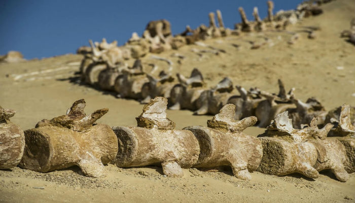 هيكل عظمي لحوت في «وادي الحيتان» في مصر
