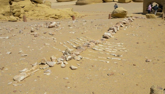 الأحفورة المرمزة برقم «19b» في «وادي الحيتان» في مصر