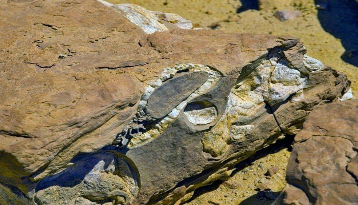 أحافير وعظام العديد من أنواع الحيتان المنقرضة في «وادي الحيتان» في مصر