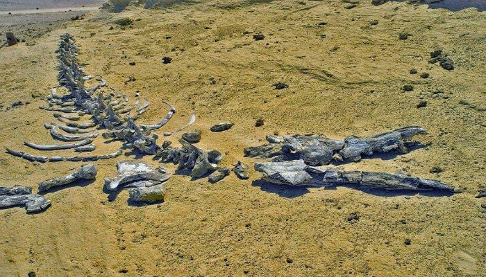 النموذج الأساسي والرئيسي للهيكل العظمي للحيتان الموجودة حالياً في «وادي الحيتان» في مصر