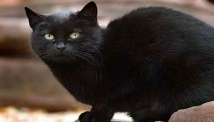 حصلت القطة «بلاكي» على ثروتها التي تقدر بـ13 ملوين دولار من مالكها التاجر البريطاني، يذكر أن القطة "بلاكي" كان تعتبر أغنى القطط عام 2010م.