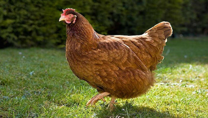 الدجاجة «جيجو» هي أغنى دجاجة في العالم، حيث تقدّر ثروتها بـ15 مليون دولار، وهي مملوكة للثري "مايلز بلاكويل" الذي ترك لها هذه الثروة بعد وفاته عام 2000م.