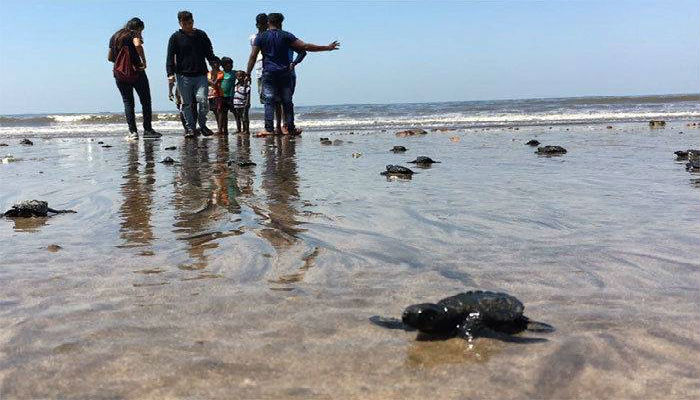 السلاحف البحرية التي كانت مهددة بالإنقراض تعود بعد عشرين عاماً الى شاطئ فيسوفا في الهند