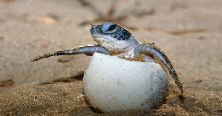 السلاحف البحرية على شاطئ فيسوفا في الهند