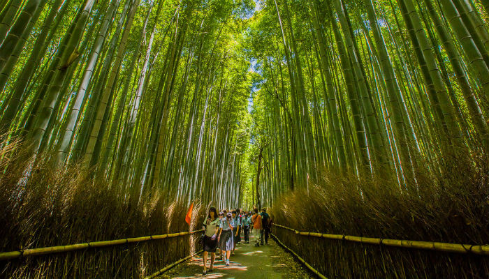 تقع "غابة الخيزران" في مدينة "كيوتو" اليابانية، حيث كانت تعتبر مقصداً للنبلاء اليابانيين قديماً خاصة في مواسم الكرز، وما يميزها أنها تصدر موسيقى طبيعية نتيجة إحتكاك الرياح بعيدان الخيزران الكبيرة.