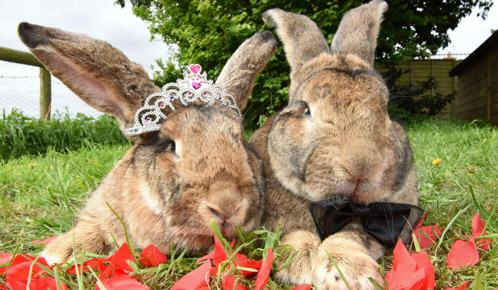 الأرنب العملاق "داريوس" وزوجته "سالي" وكأنهما عروسان.