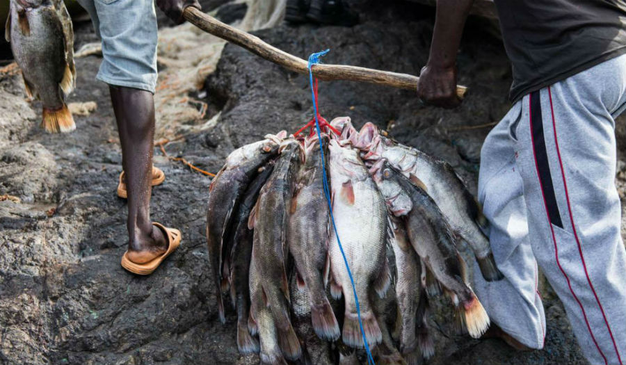 الصيادون يتنازعون على أسماك البرمون النيلي من مياه جزيرة ميجينجو في بحيرة فيكتوريا في أفريقيا