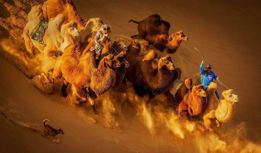صورة لجمال في الصحراء فازت بمسابقة أجمل صور حاصلة على جائزة "سيينا" العالمية لعام 2018.
