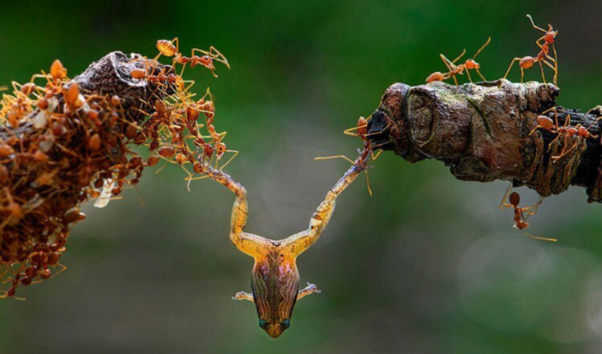 مجموعة من النمل تحمل ضفدعاً حازت على جائزة "سيينا" العالمية لعام 2018.