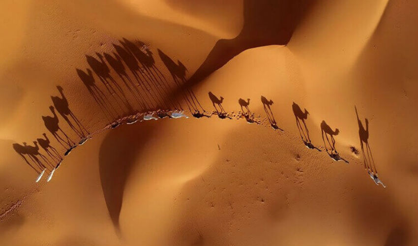 صورة لجمال في الصحراء فازت بمسابقة أجمل صور حاصلة على جائزة "سيينا" العالمية لعام 2018.