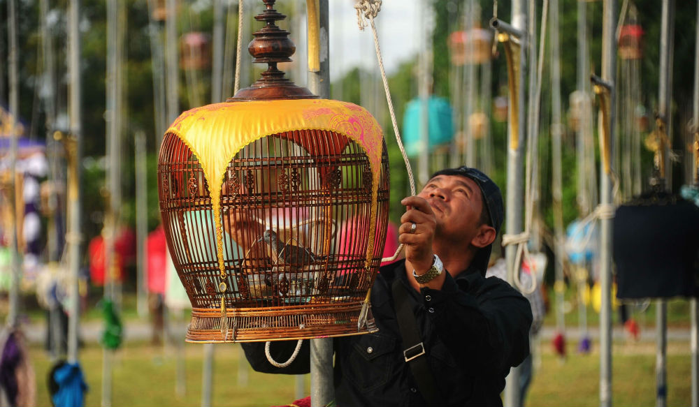 أحد أصحاب الطيور يعلّق قفص طيره على أحد العواميد في مسابقة تغريد الطيور في تايلاند.