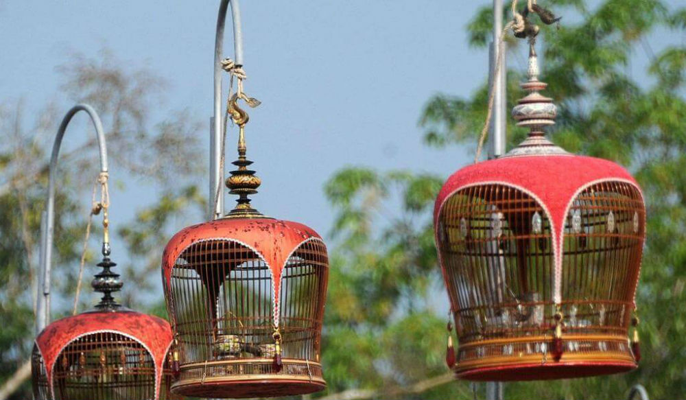 مسابقة تغريد الطيور في تايلاند