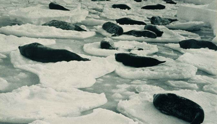 صورة لمجموعة من عجول البحر مستلقية على الجليد في "أنتاركتيكا".