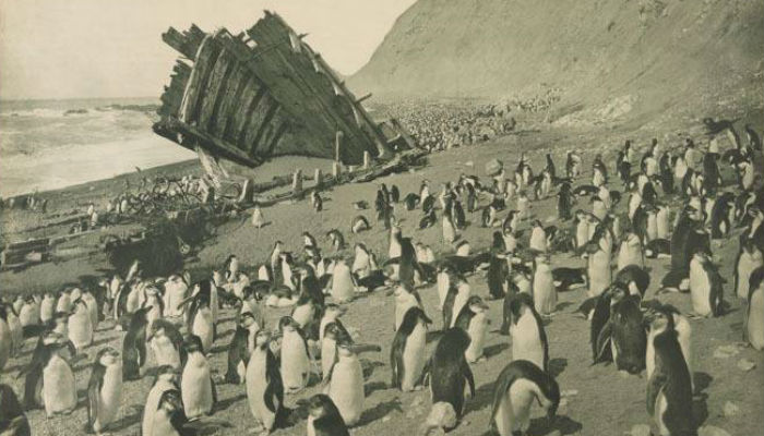 صورة لمجموعة من البطاريق في "أنتاركتيكا".