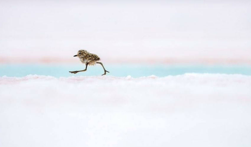 الحياة البرية لنوع من العصافير يمشي على الثلج-2018