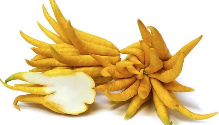 تعتبر فاكهة "يد بوذا" من أغرب انواع الفواكه في العالم، حيث أنها تستخدم في الدول الآسيوية للحصول على العطور والدواء.