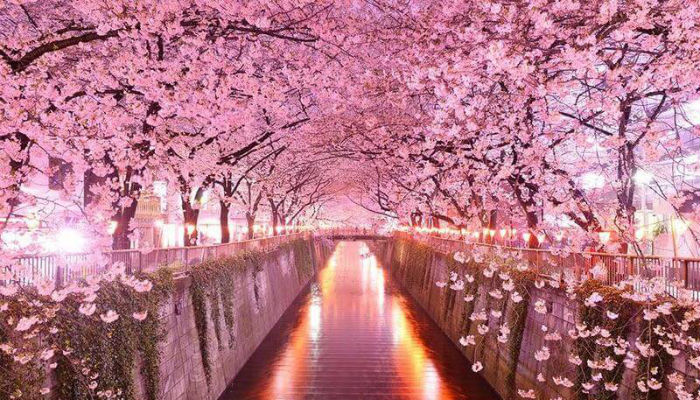 يمكن العثور على أزهار الكرز في مدينة "كيوتو" في اليابان، حيث يوجد أفضل المسارات للمشي خاصة "درب الفيلسوف" وهي تعتبر قناة مائية تصطف على ضفافها المئات من أشجار "الساكورا" وهي أزهار الكرز. 