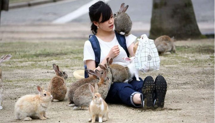 يوجد في اليابان جزيرة تدعى "جزيرة الرابيت" وهي جزيرة مليئة بالأرانب وتُعدّ منطقة مهمة لجذب السُياح.