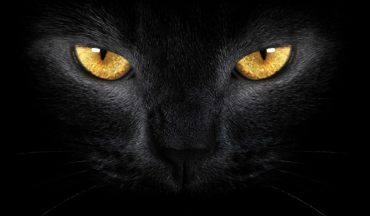 في معظم الثقافات يعتبر القط الأسود جالباً للنحس وهذا المعتقد أصله أوروبي إذ يعتبر القط الأسود إشارة الى الموت أو الخسارة.