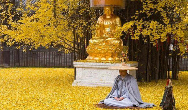 شخص يجلس أمام شجرة الجنكة وتمثال بوذي في الصين.