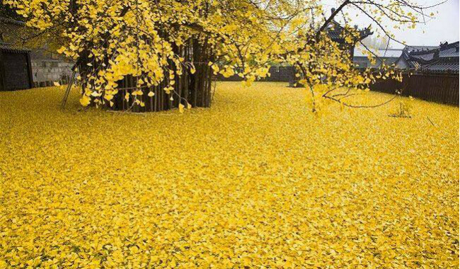 أوراق الخريف الذهبية الساحرة المتساقطة من شجرة الجنكة بجانب معبد جو غوانين في الصين.