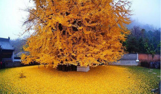شجرة الجنكة الذهبية بجانب معبد جو غوانين في جبال تشونغنان بالصين.