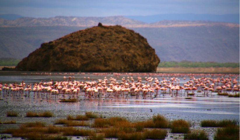 طائر الفلامينجو يفضل العيش في بحيرة ناترون في تنزانيا، ويأخذ خنادق كمسكناً له في أيام تدفق البركان الى البحيرة ليحمي نفسه.