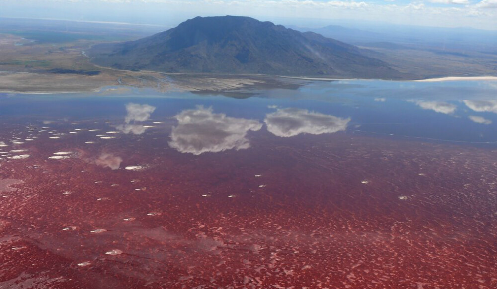 تتدفق من بركان "أولدوينيو لنغاي" المعادن والأملاح المعدنية الكثيفة الى بحيرة ناترون وتصبح مياهها حمراء وقلوية.