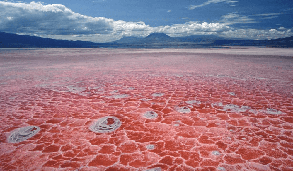 بحيرة ناترون الحمراء في تنزانيا