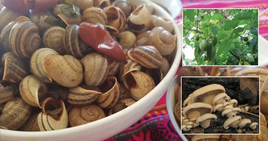 الزراعة البديلة