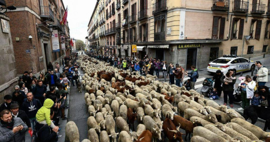 الأغنام تجوب شوارع مدريد
