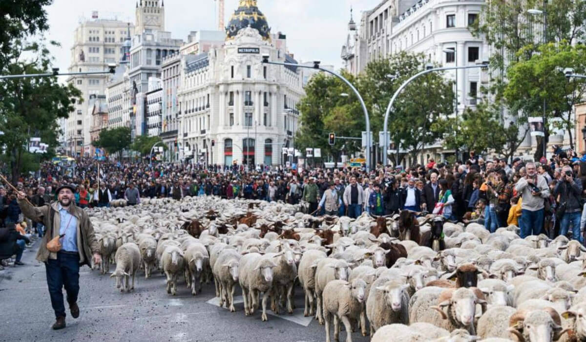 بلغ عدد القطيع الذي جاب في شوارع مدريد، حوالي ألفي خروف وشاة من فصيلة مارينو، بالإضافة الى 100 رأس من الماعز