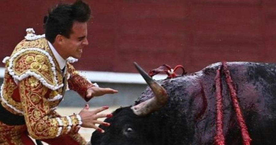 مصارع الثيران الاسباني "غونثالو كاباييرو" ينطحه ثور