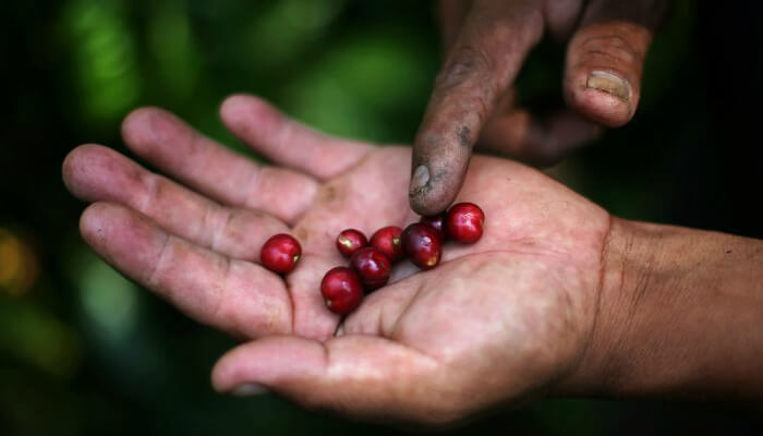 مزارع من المكسيك يعرض حبات القهوة في كفه