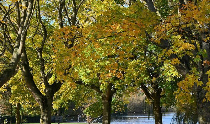 أشجار متلألئة بألوان الخريف تغمرها الشمس في استكنلدا.