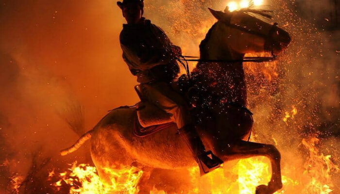 يتم تدريب الخيول المستخدمة على النار قبل يوم من المهرجان، حتى لا يشعرون بالخوف في الليل
