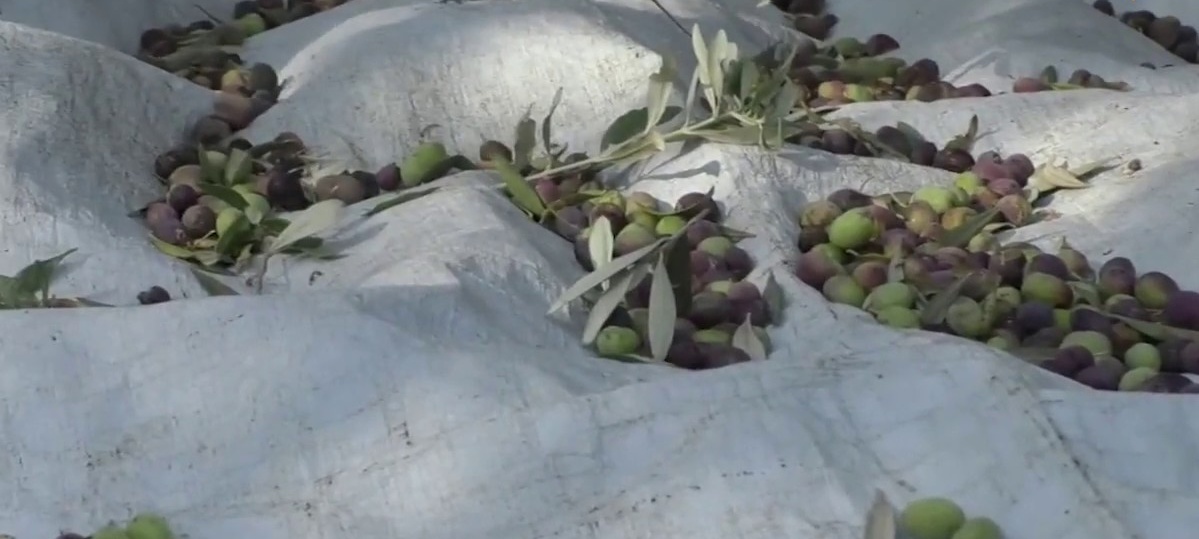 زيت الخريج